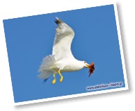 Elafonisos - Seagull
